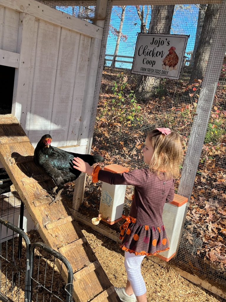 Chick In Chicken Coop