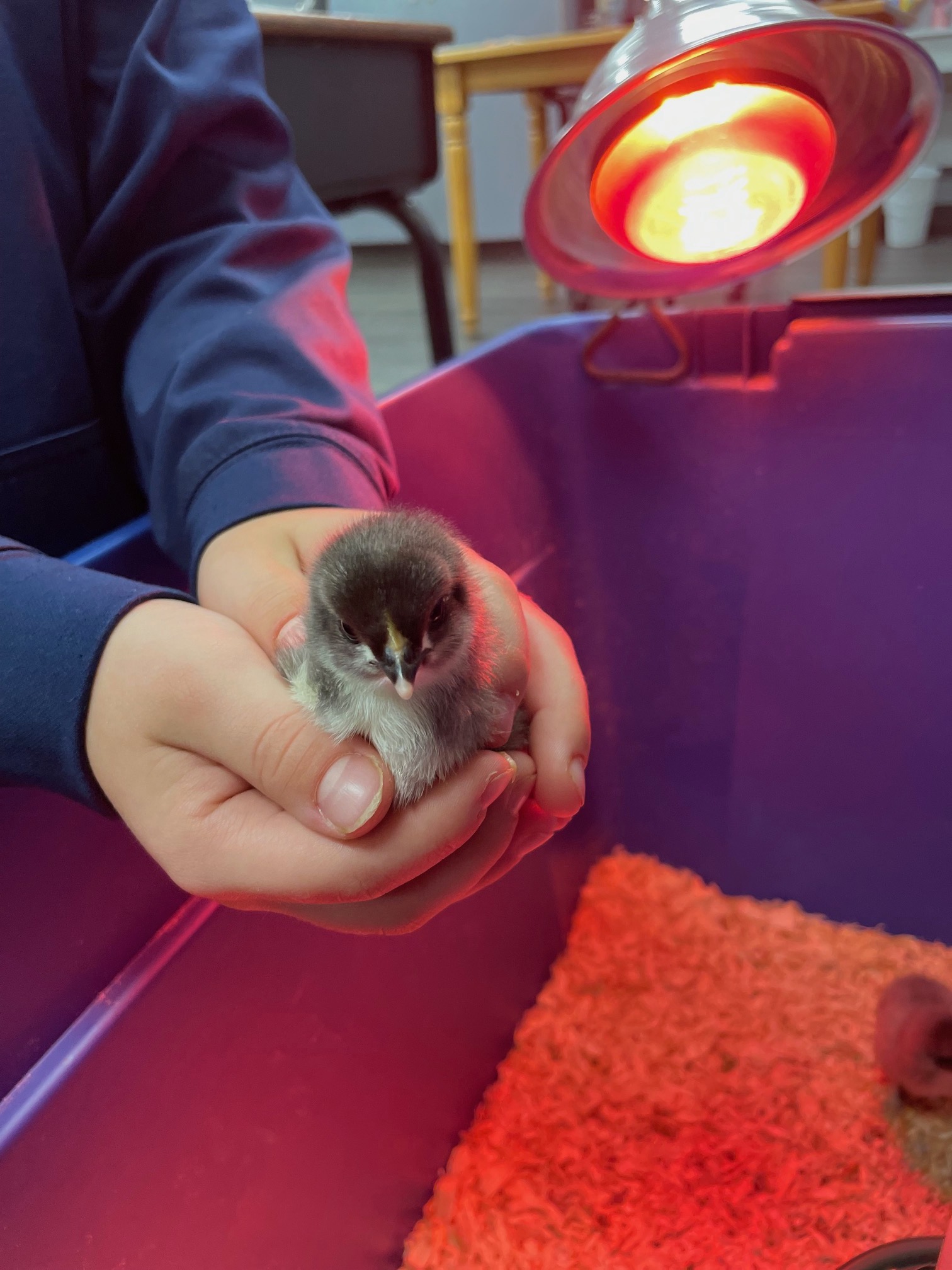 DIY Brooder at School