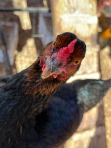 Grown Chicken