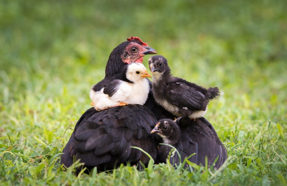 Chicken and Chicks