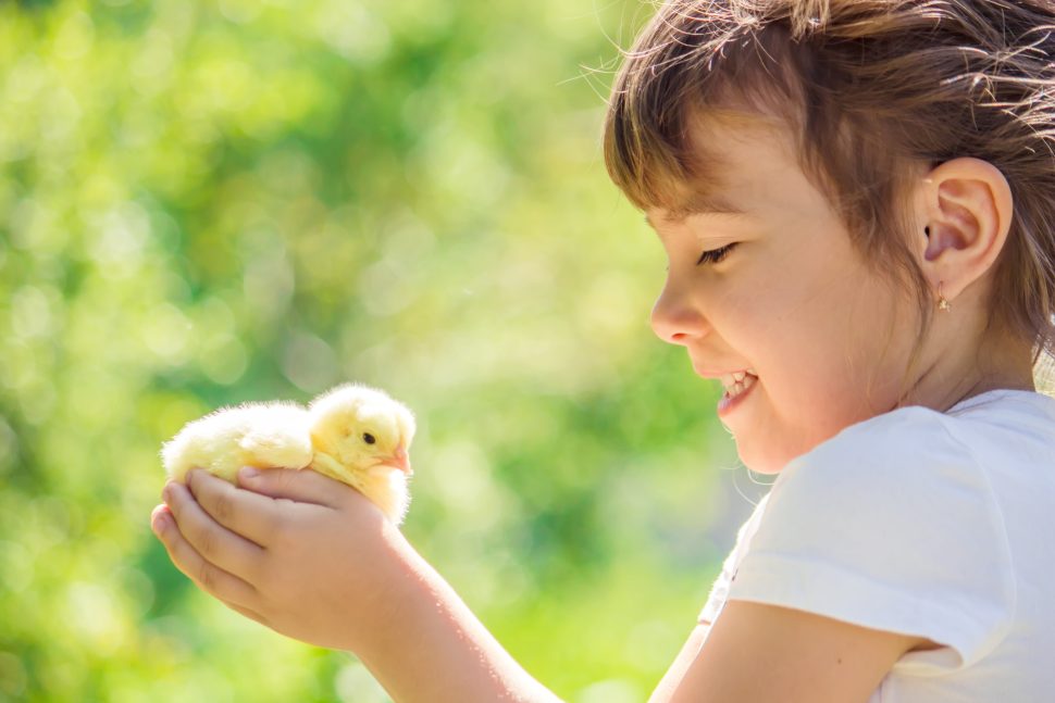 Children and chicks